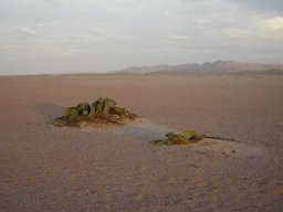 Welwitschia mirabilis, the Braveheart of desert life